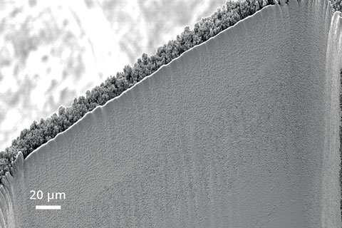 microPREP TEM大块样品切割和稀释样品制备