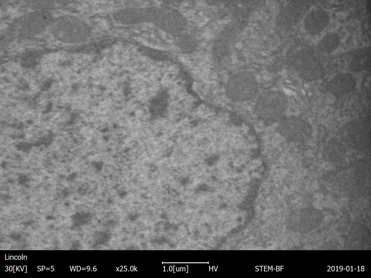 老鼠肾脏的茎图像