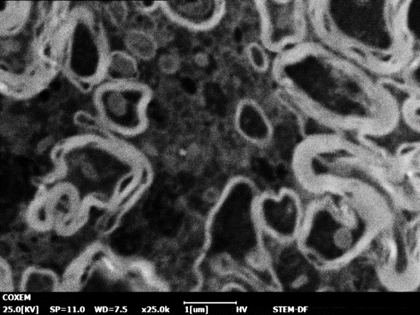 神经元细胞的干细胞图像